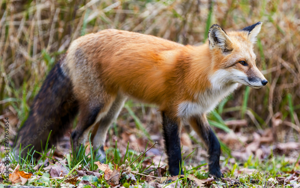 A red fox in the fall season A red fox in the fall season