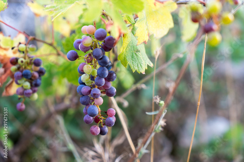 Fotografie bunch of grapes