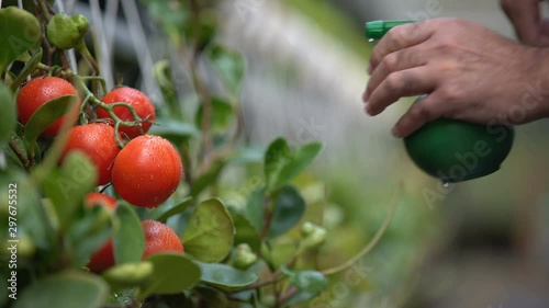Farmer applying pest spray to tomatoes in greenhouse, plant protection agents