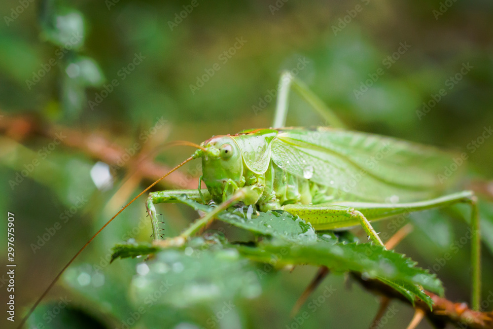 Meadow grasshopper in Germany Meadow grasshopper in Germany