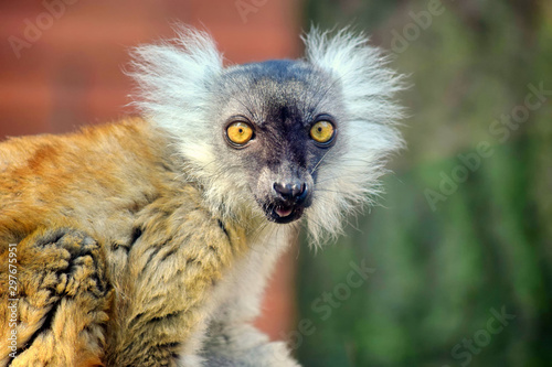 Red Ruffed Lemur Close Up Portrait © KikkiaJackson
