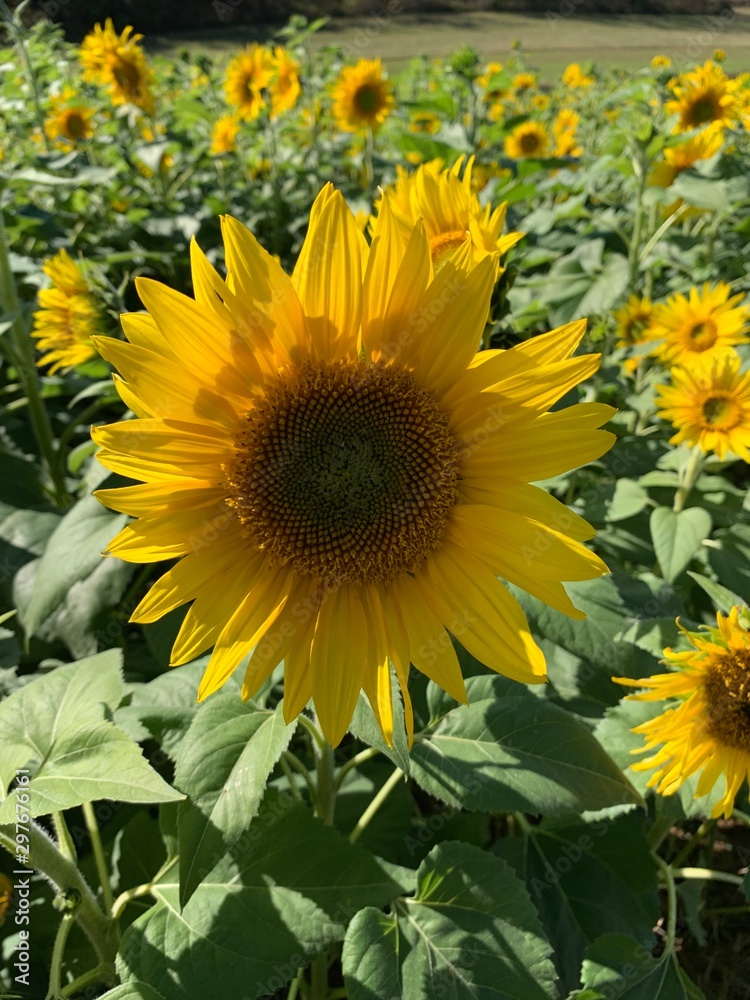 Fototapeta premium field of sunflowers