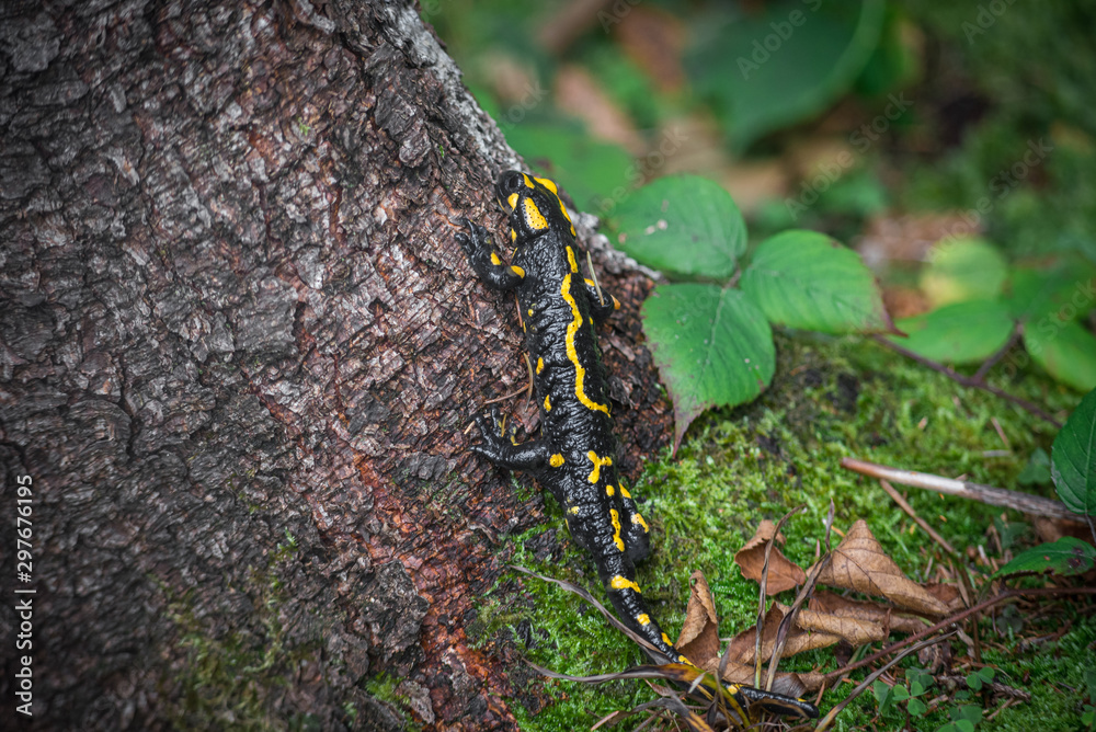 Salamander in the forest
