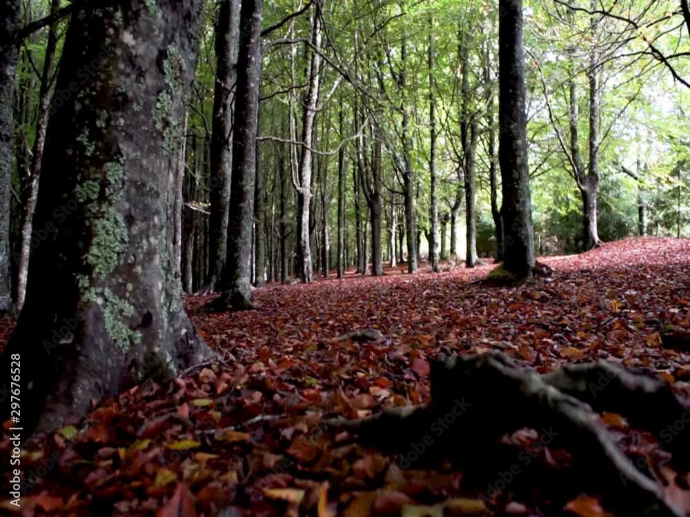 floresta misteriosa, paisagem de outono com chão cheio de folhas e raízes, árvores ao fundo com copas verdes