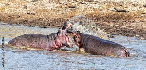 Hippo fight in the Serengeti