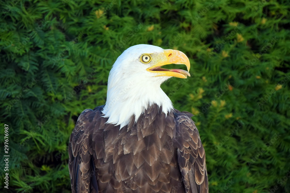 Bald Eagle Haliaeetus Leucocephalus Close Up Bald Eagle Haliaeetus Leucocephalus Close Up