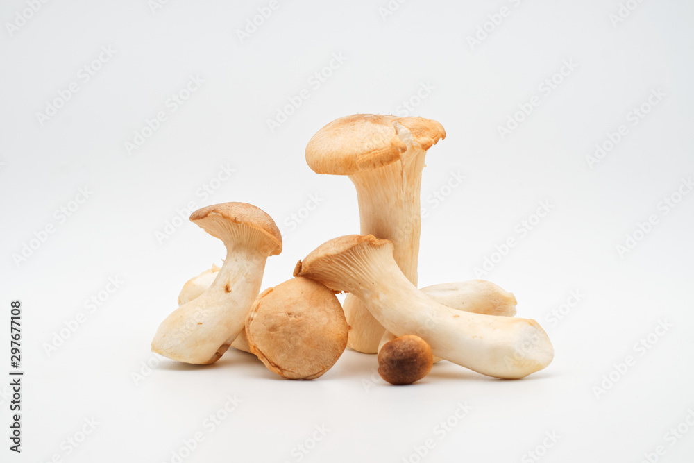 Pilze Pilze