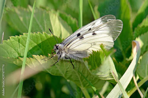 Schwarzer Apollo (Parnassius mnemosyne) - Clouded Apollo photo