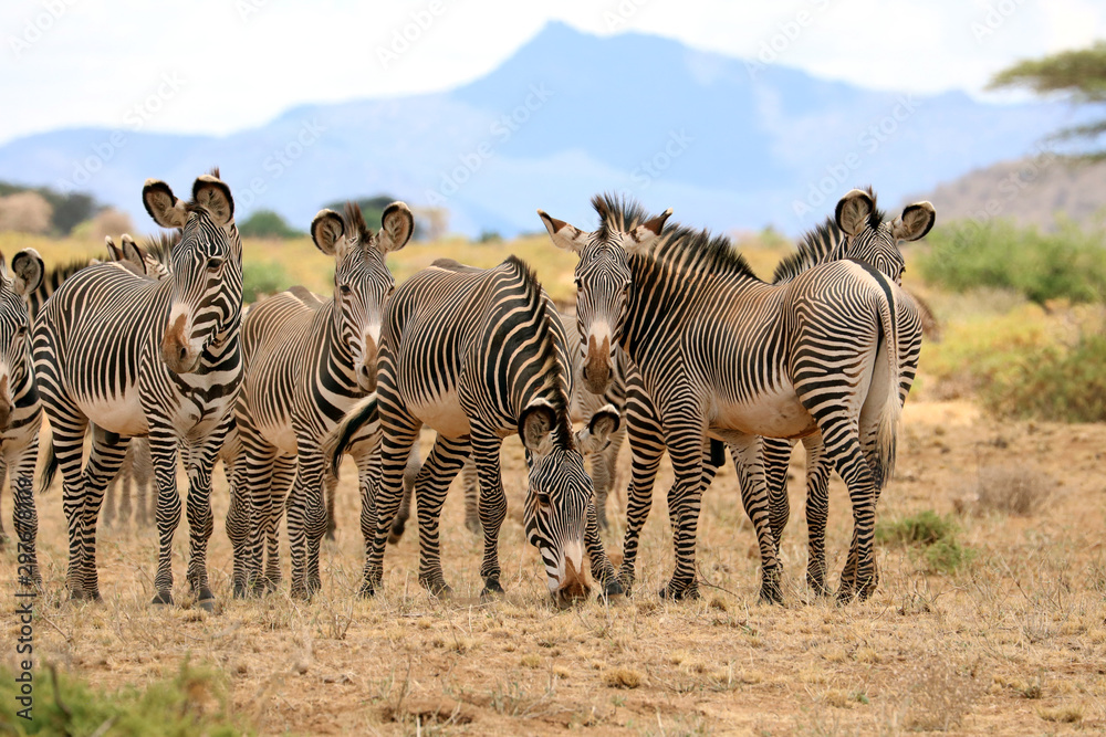 Obraz premium herd of grevy's zebras
