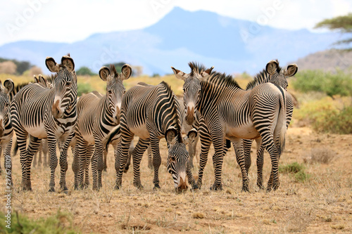 herd of grevy s zebras