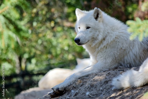 White Arctic Wolf Canis Lupus Arctos Lying on Rock