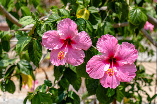 Fototapeta Naklejka Na Ścianę i Meble -  pink hibiscus flowers in the garden