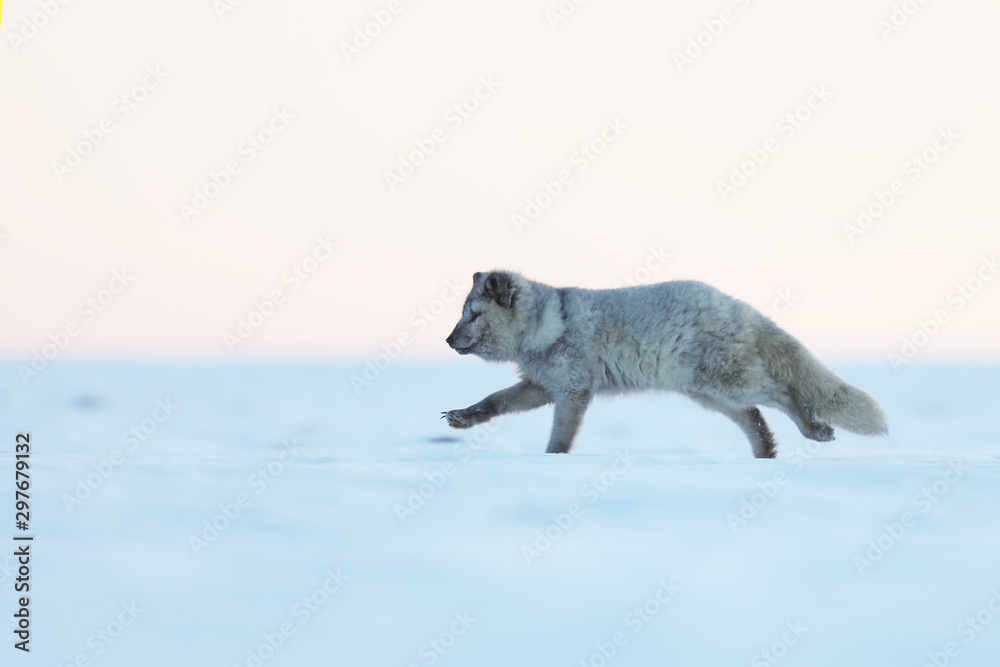 White polar fox run on snow  - Wildlife action scene from Arctic nature - Vulpes lagopus