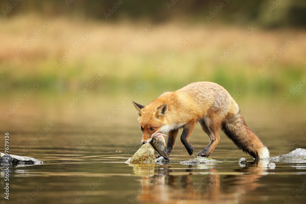 Red fox eat fish prey in river Vulpes vulpes Stock Photo Adobe Stock