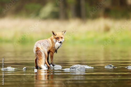 Red fox in river with little fish - Vulpes vulpes