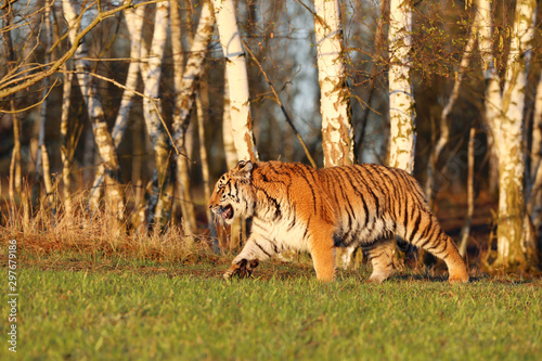 Siberian tiger in wild spring nature. Tiger walk near birch forestl. Rusiia. Panthera tigris altaica