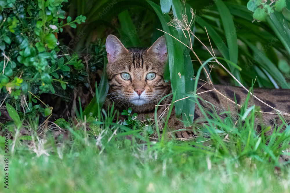 Bengal cat hiding in the garden under plants, beautiful portrait of a pet