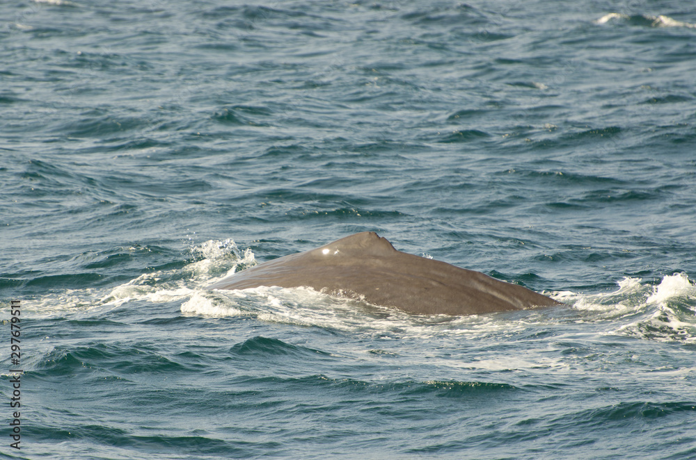 Fototapeta premium Sperm whale (Physeter macrocephalus) diving (Andenes, Norway)