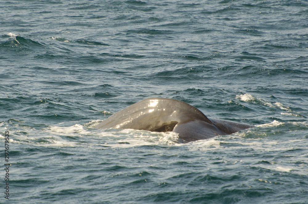 Fototapeta premium Sperm whale (Physeter macrocephalus) diving (Andenes, Norway)