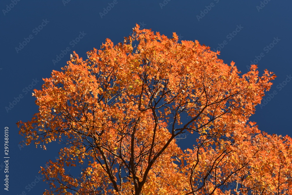 Fototapeta premium Érable d'automne