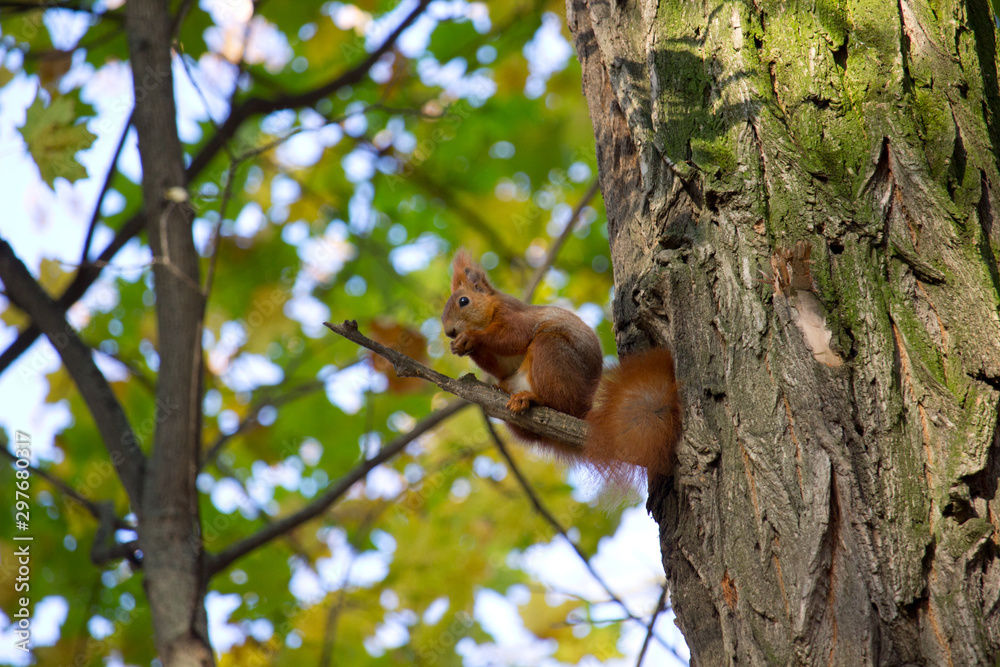 Red squirrel in the autumn park