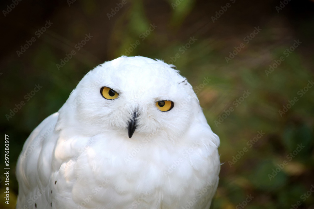 Fototapeta premium Snowy Owl Bubo Scandiacus Head Portrait