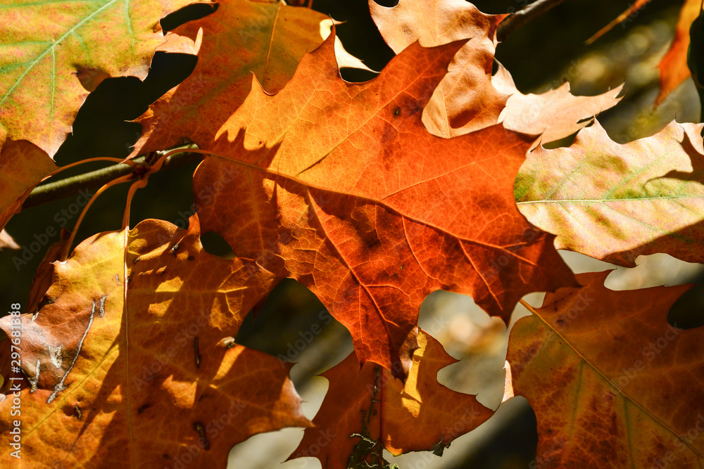 Beautiful autumn yellow leaves on the trees. The magic of autumn colors. Beautiful autumn yellow leaves on the trees. The magic of autumn colors.