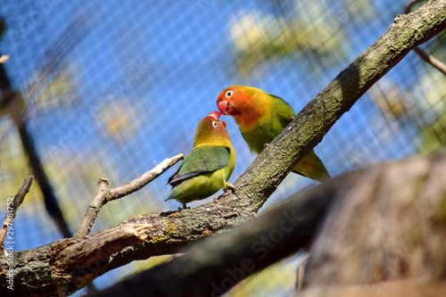 Couple of Fishers´s Lovebird Sitting on Branch Kissing photo