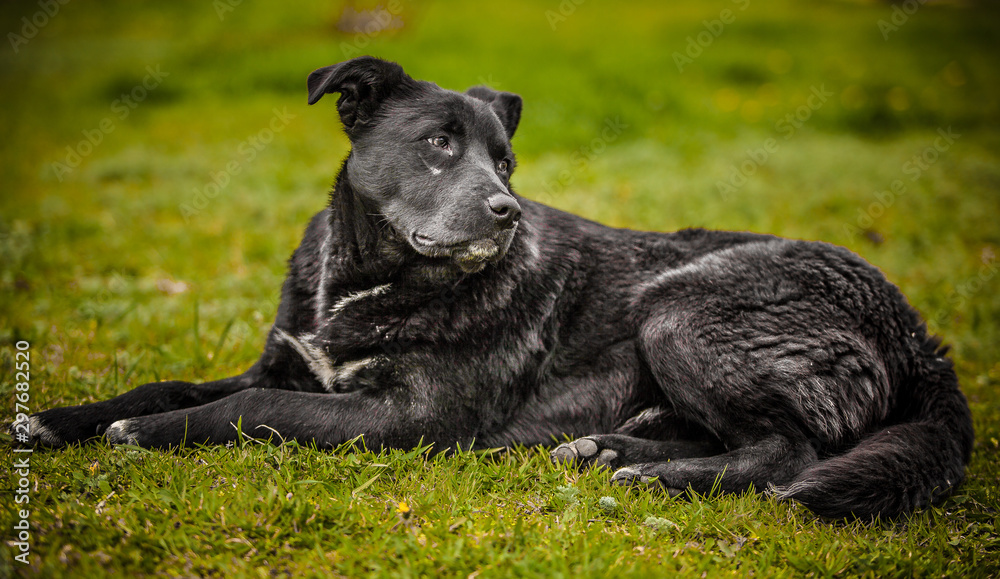 A stray dog is resting on the grass in a park.