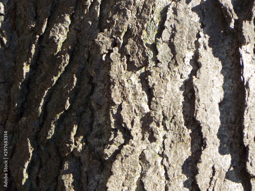 TREE BARK - IMPRESSIONIST IMAGES TREE BARK - IMPRESSIONIST IMAGES