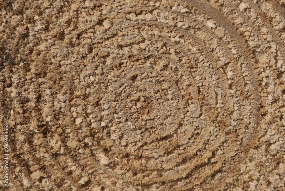 Fototapeta premium close-up spruce trunk cut with circular rings