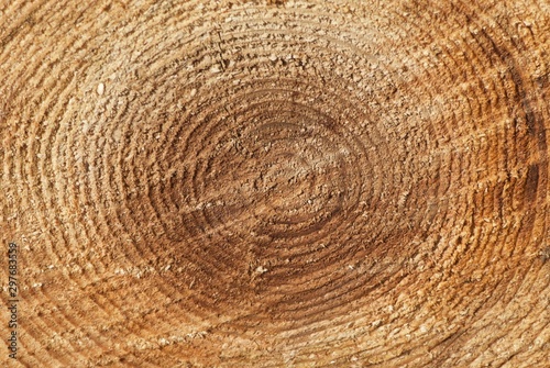 spruce trunk cut with circular rings