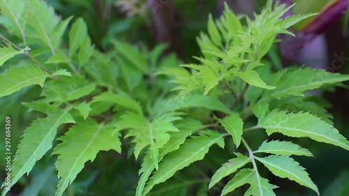 Polyscias is a genus of flowering plants in the family Araliaceae. They bear pinnately compound leaves photo