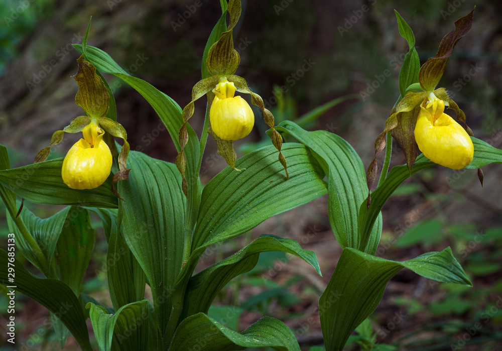 Obraz premium Żółte pantofelki damskie (Cypripedium pubescens), duża orchidea pochodząca z Ameryki Północnej
