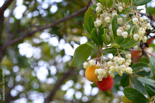 Tableau sur toile fruits of Arbutus unedo yellow and red in autumn