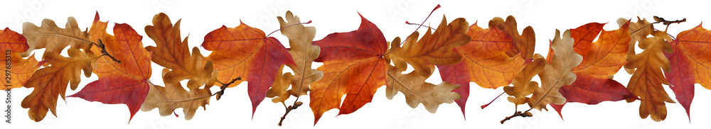 Fototapeta premium Seamless border from autumn maple and oak leaves
