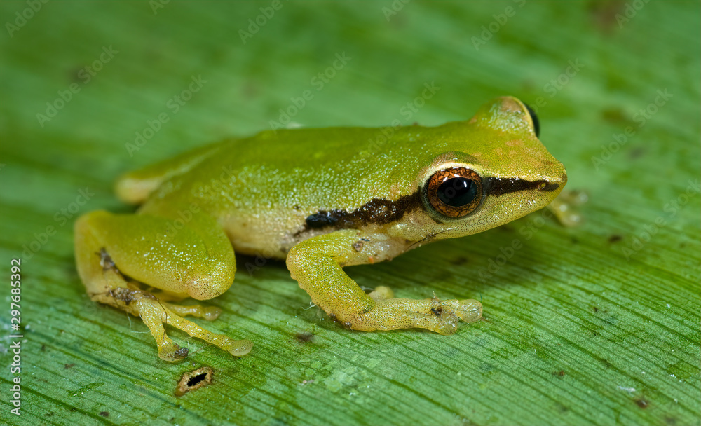 Small (one-inch) treefrog (species undetermined) in the upland rainforest near Archidona, Ecuador. Frog spends most of its time in bromeliads, where it finds both food and shelter from predators. Small (one-inch) treefrog (species undetermined) in the upland rainforest near Archidona, Ecuador. Frog spends most of its time in bromeliads, where it finds both food and shelter from predators.