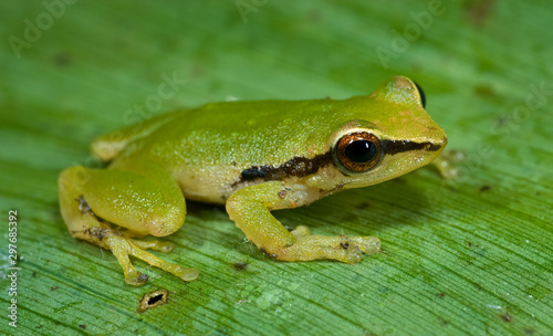 Small (one-inch) treefrog (species undetermined) in the upland rainforest near Archidona, Ecuador. Frog spends most of its time in bromeliads, where it finds both food and shelter from predators.