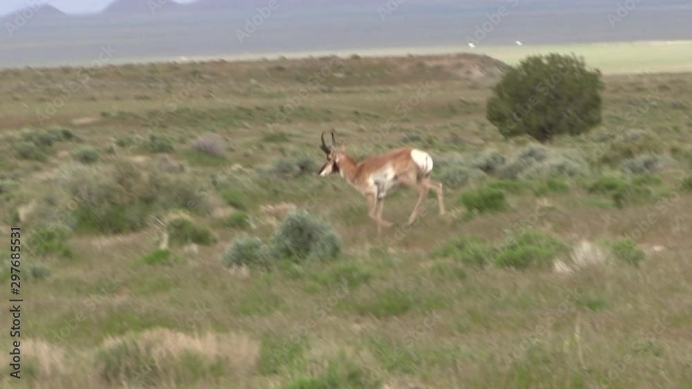 Pronghorn Antelope Buck Pronghorn Antelope Buck