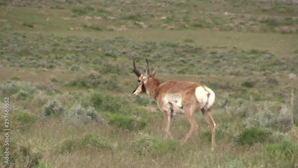 Pronghorn Antelope Buck Pronghorn Antelope Buck