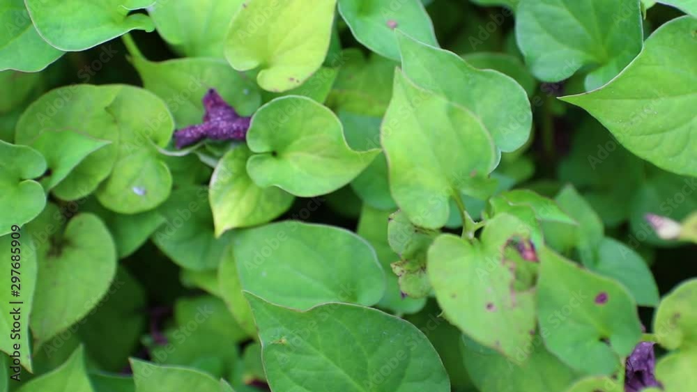 Plu Kaow or Houttuynia cordata Thunb. Herbs for cancer treatment, Houttuynia cordata kwon as fish mint Thai herbal medicine. Plu Kaow or Houttuynia cordata Thunb. Herbs for cancer treatment, Houttuynia cordata kwon as fish mint Thai herbal medicine.