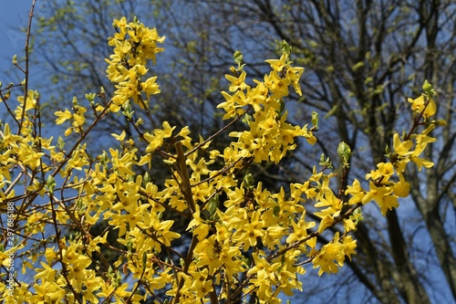 Forsythia Intermedia Spectabilis, is a bush with small and bright yellow flowers, in the olive family Oleaceae.