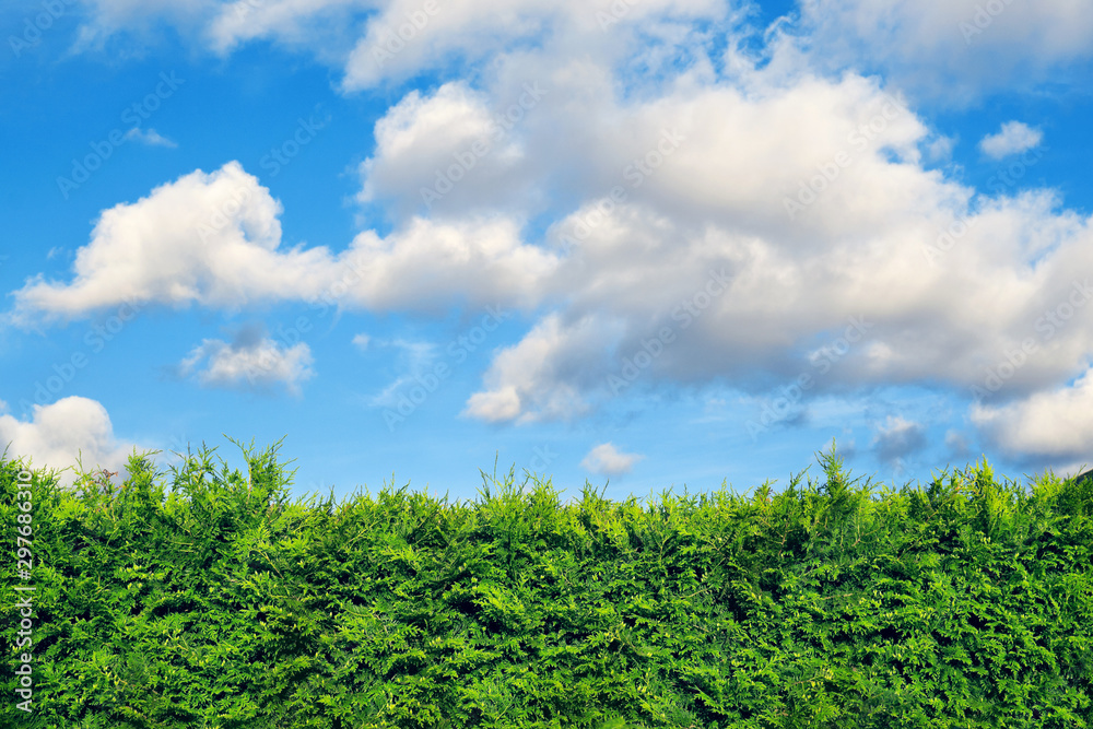Hedge of evergreen thuja trees and blue sky with white clouds above. Some branches are overgrown. Hedge of evergreen thuja trees and blue sky with white clouds above. Some branches are overgrown.