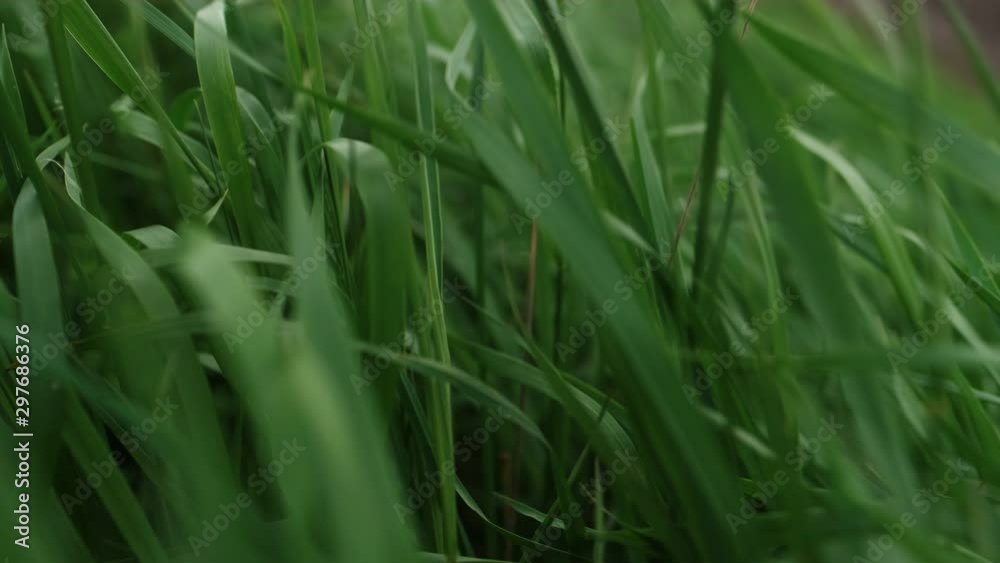 This Is Green Wheat Field. Wind Moves The Grass. This Is Green Wheat Field. Wind Moves The Grass.