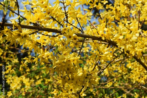 Foto Forsythia Intermedia Spectabilis, is a bush with small and bright yellow flowers, in the olive family Oleaceae