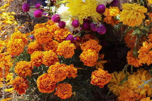 Flor de cempasúchil para día de Muertos. © Apolinar
