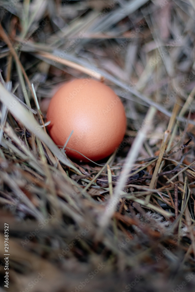 chicken egg in a nest of hay or straw close chicken egg in a nest of hay or straw close