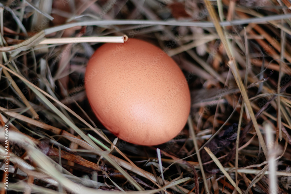 chicken egg in a nest of hay or straw close chicken egg in a nest of hay or straw close