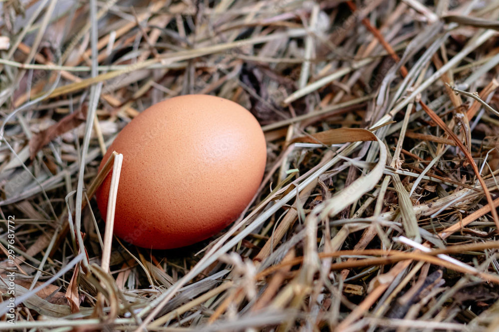 chicken egg in a nest of hay or straw close chicken egg in a nest of hay or straw close