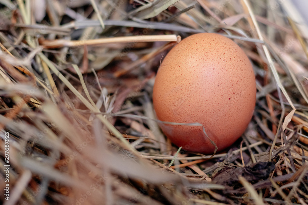 chicken egg in a nest of hay or straw close chicken egg in a nest of hay or straw close